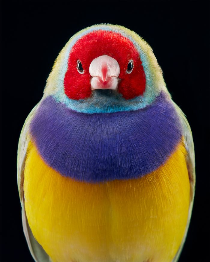 The Gouldian Finch