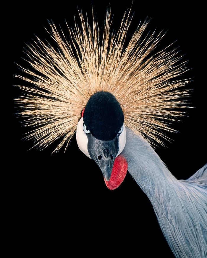 The Grey Crowned Crane