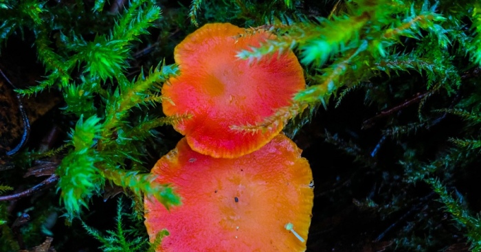 Under The Influence Of Mushrooms