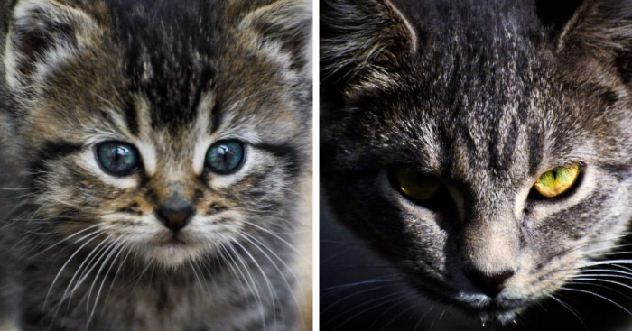 I Photograph My Cats And Other Cats In My Life