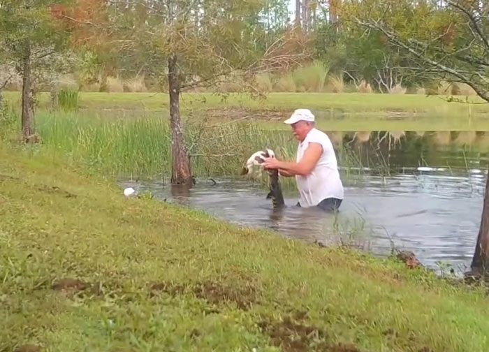74 Y.O. Florida Man Wrestles Alligator To Save His 3 M.O. Puppy