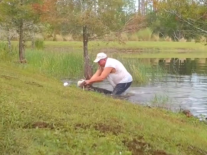74 Y.O. Florida Man Wrestles Alligator To Save His 3 M.O. Puppy