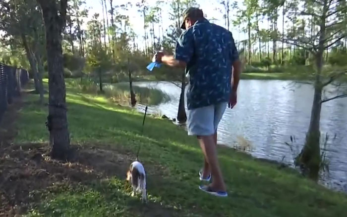 74 Y.O. Florida Man Wrestles Alligator To Save His 3 M.O. Puppy