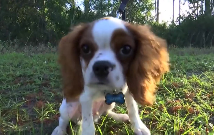 74 Y.O. Florida Man Wrestles Alligator To Save His 3 M.O. Puppy 74 Y.O. Florida Man Wrestles Alligator To Save His 3 M.O. Puppy
