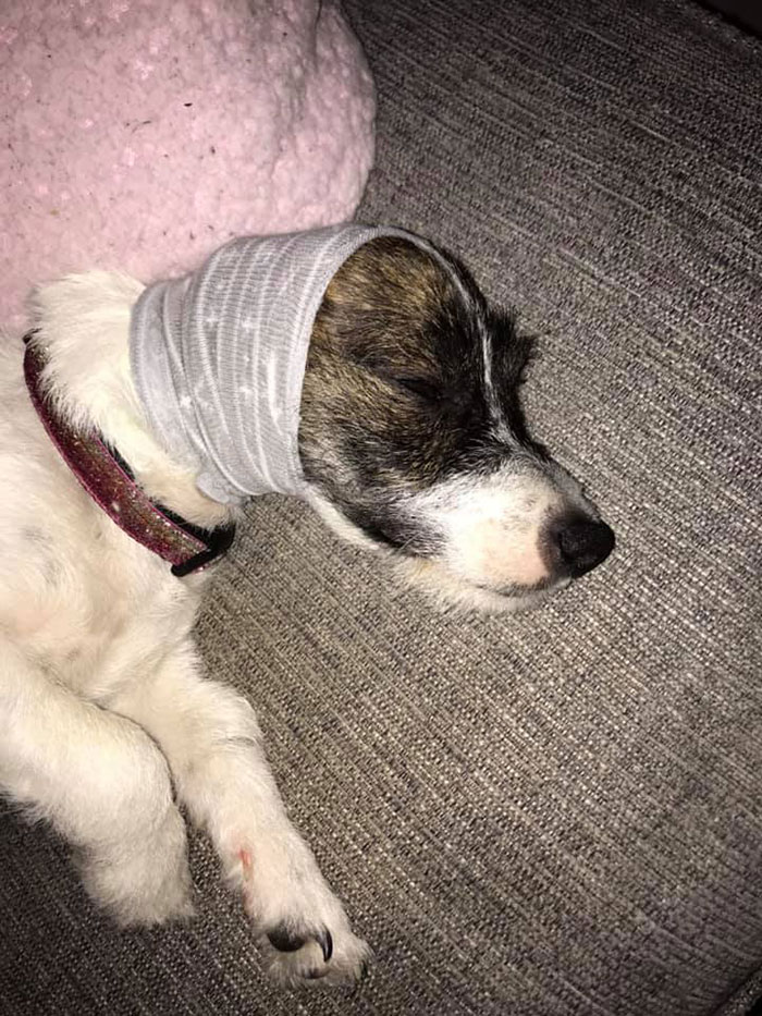 Here's A Quick Life Hack To Calm Stressed Pets During Fireworks Using Just A Pair Of Socks Here's A Quick Life Hack To Calm Stressed Pets During Fireworks Using Just A Pair Of Socks