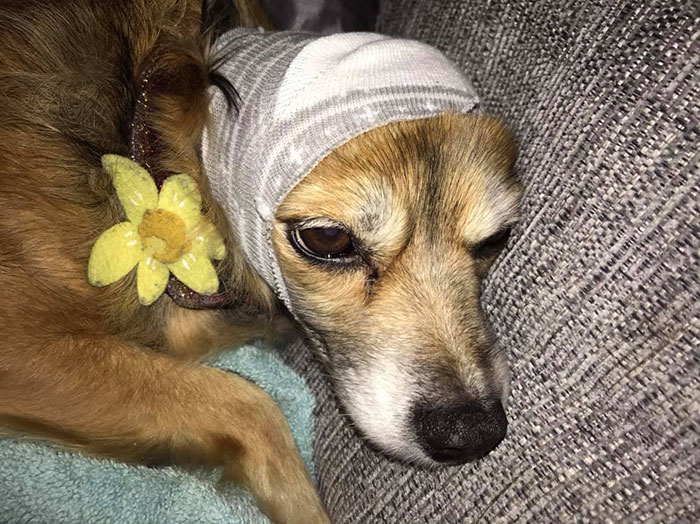 Here's A Quick Life Hack To Calm Stressed Pets During Fireworks Using Just A Pair Of Socks