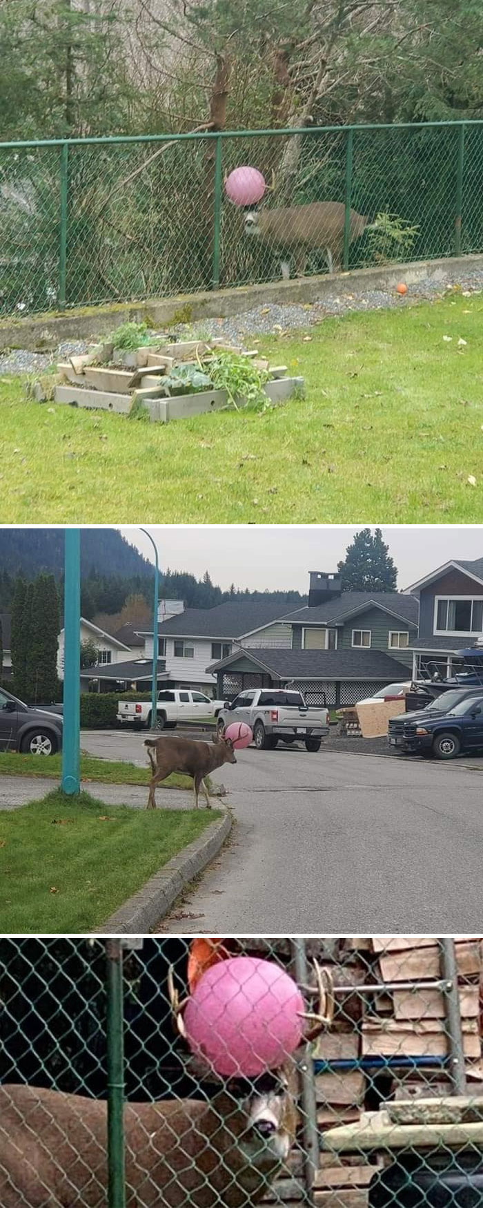 The Majestic Blacktail Deer. Play Catch They Said. It'll Be Fun They Said. **no Need To Worry! If You Are Unaware, Bucks Lose And Regrow Their Antlers Every Year. This Guy Will Only Have To Look Like A Dork For A Couple More Months