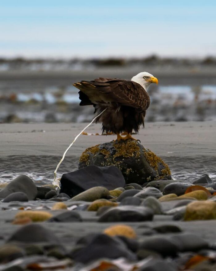 Behold My Favorite *crap* Wildlife Photo Thus Far