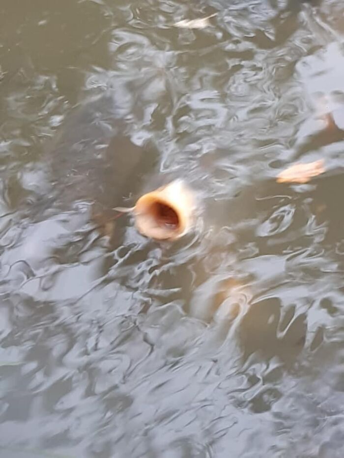 Carp Wildlife Photography, No Pun Intended