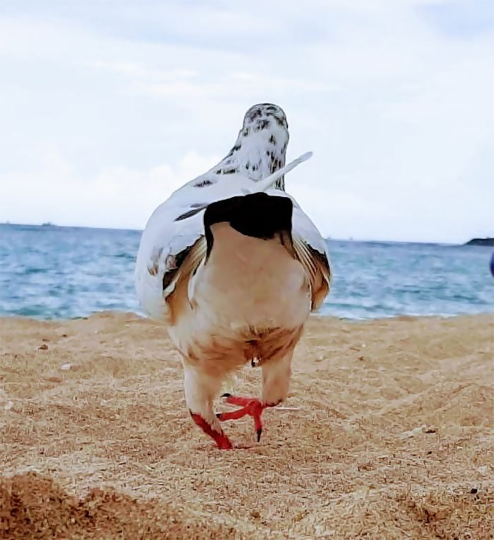 Captured A Little Spring In His Step After Being Fed