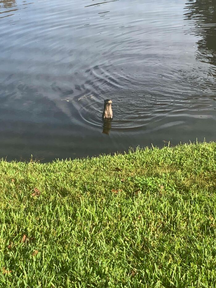 Me: Wow, There’s An Otter In My Backyard Otter: Wow, There’s A Human In My Front Yard