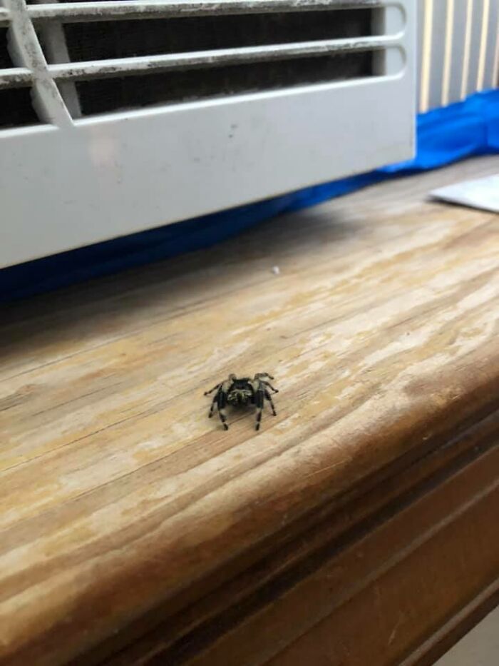 I Don’t Usually Have Spiders For Friends, But Something About This Jumpy Boy Is... Sorta Cute So He Can Stay.