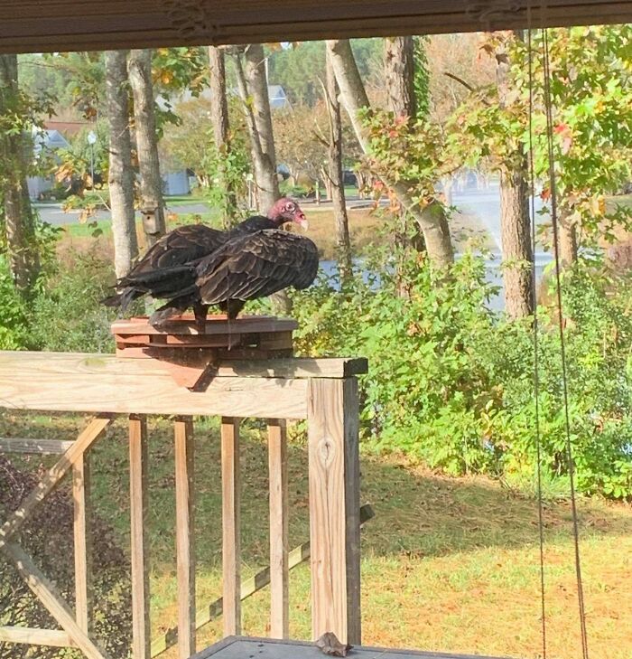 This Is Not The Bird I Was Hoping For When I Put My Bird Bath Out... But I'm Not Going Out There To Tell Him.