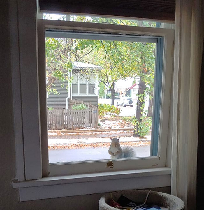 My Dad Has Dementia And Can't Remember What Squirrels Are Called So He Calls Them A-Holes. Turns Out The A-Holes Are Everywhere