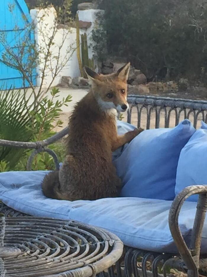 Look Who I Found In My Patio!