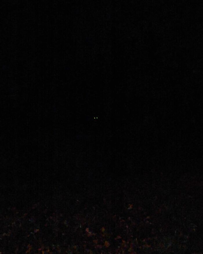 Behold. The Majestic White Tailed Deer. In Eatontown, Nj