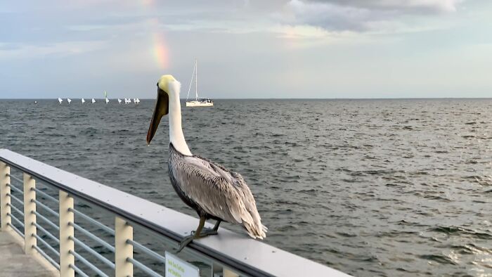 I’m Here To Break Up Fat Squirrel Day ￼with This Majestical Rainbow Pelicorn Photo.
