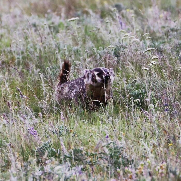 This Was The Last Photo I Took Before I Was Chased Across A Hilly Field, Screaming And Running As Fast As My Legs Could Carry Me