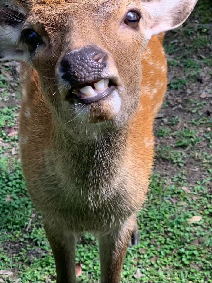 A Photo I Took Of One Of The Many Million Wild Deer In Nara, Japan.