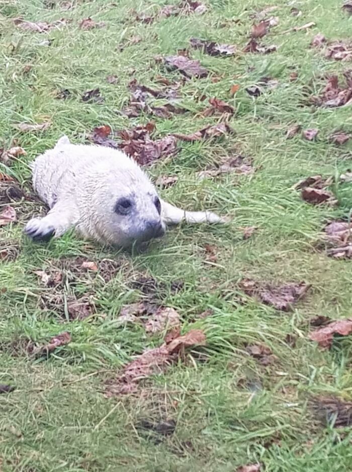 I Wish To Submit For Your Consideration Weird Flat Hissing Doggy