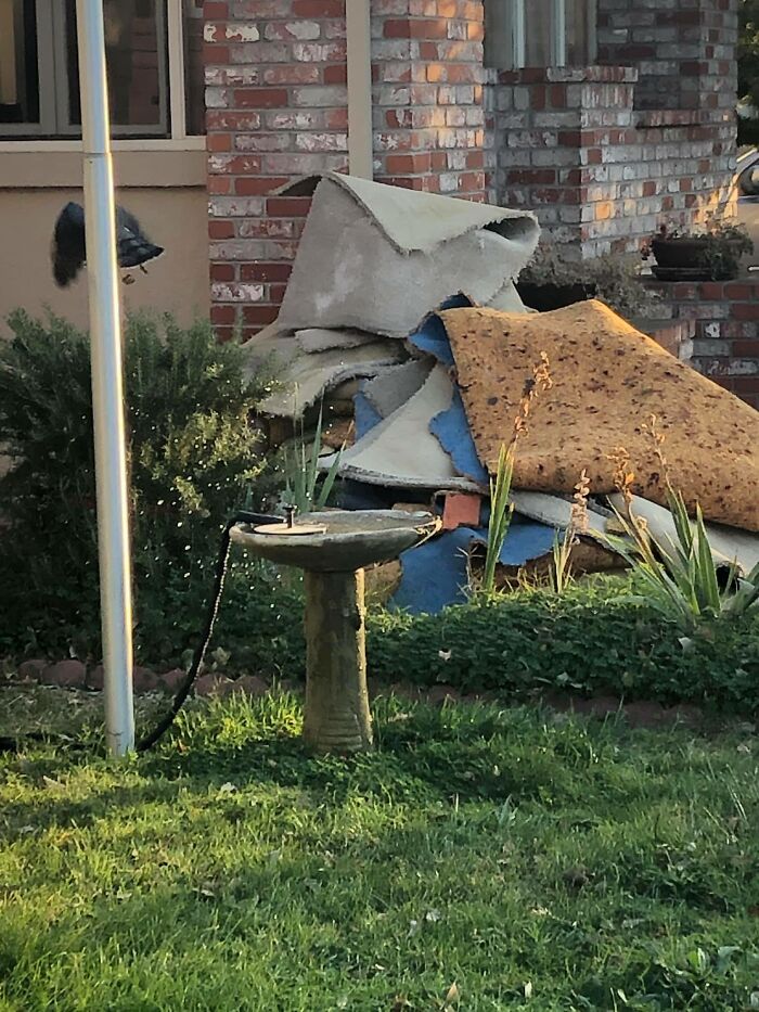 I Don’t Always Take Pictures Of Coopers Hawks In A Birdbath, But When I Do They’re Flying Away, Obstructed By A Pole, And My Neighbor Is Ripping Out All His Carpet.