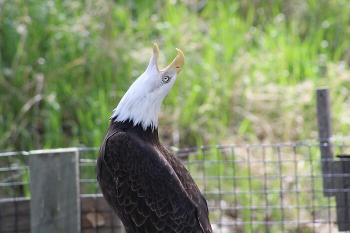 I Think This Eagle Is Broken... What Song Do You Think He Is Singing