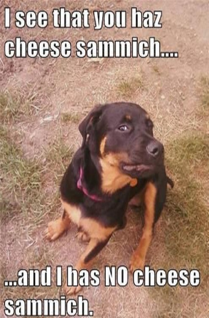 A funny dog meme with a sad Rottweiler staring at food, expressing disappointment humorously in text.