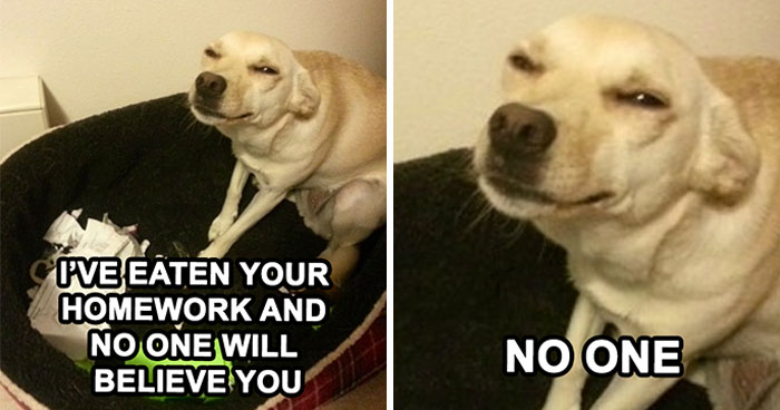 130 Of The Funniest Dog Memes Ever