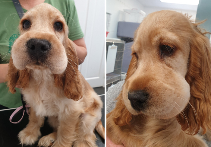 Cute puppy with swollen face, learning a lesson after encountering bees, being cared for in a vet clinic.