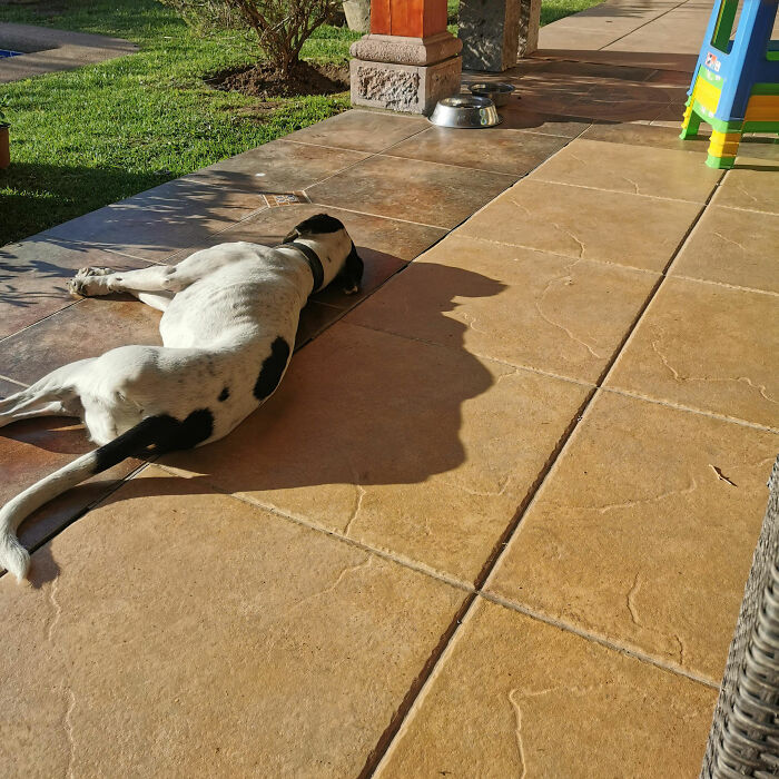 This Dog Shadow Looks Like Donald Trump