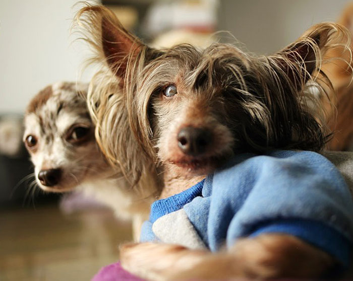 This Is So Typical Here. One Strikes A Pose, I Quickly Grab My Camera And Get In Position To Capture That Unique Moment, But Almost Instantly, Another Fluff Comes Photobombing