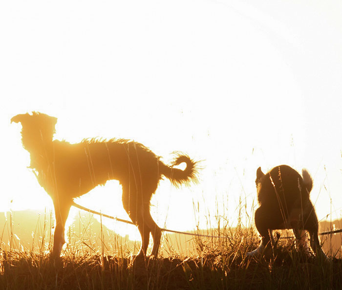 I Framed This Gorgeous Photo Of Teddy As The Sun Was Rising. At The Last Minute, Joey Decided To Photo Bomb