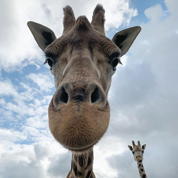 These Is Always One Who Has To Be In The Photo. Odele Showing Off Some Great Photo Bomb Skills