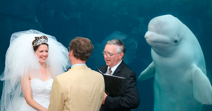 50 Divertidas fotos en las que el fondo es mejor que lo que sale en primer plano (nuevas imágenes)