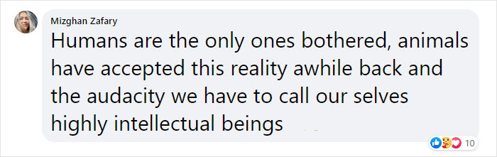 Incredibly Caring Gay Penguin Couple Hatch A Second Neglected Egg After The Zookeepers Notice Them Trying To Hatch A Rock Incredibly Caring Gay Penguin Couple Hatch A Second Neglected Egg After The Zookeepers Notice Them Trying To Hatch A Rock