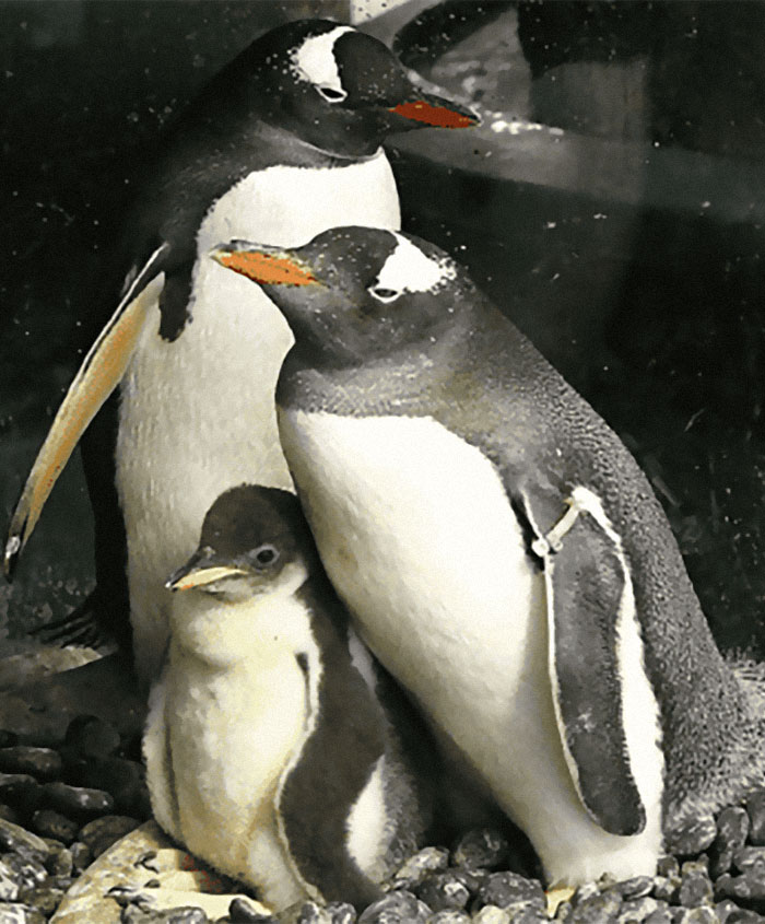 Incredibly Caring Gay Penguin Couple Hatch A Second Neglected Egg After The Zookeepers Notice Them Trying To Hatch A Rock Incredibly Caring Gay Penguin Couple Hatch A Second Neglected Egg After The Zookeepers Notice Them Trying To Hatch A Rock