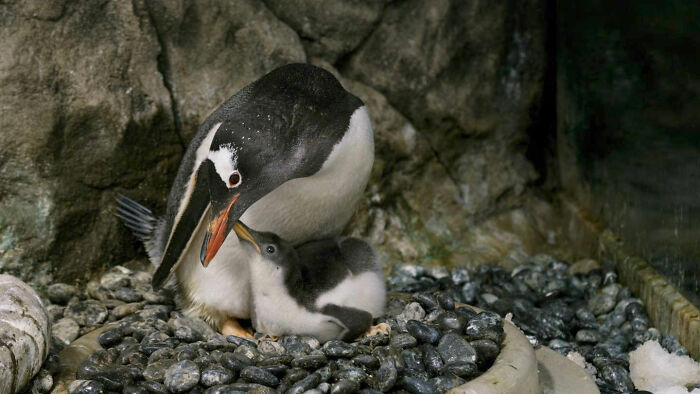 Incredibly Caring Gay Penguin Couple Hatch A Second Neglected Egg After The Zookeepers Notice Them Trying To Hatch A Rock Incredibly Caring Gay Penguin Couple Hatch A Second Neglected Egg After The Zookeepers Notice Them Trying To Hatch A Rock
