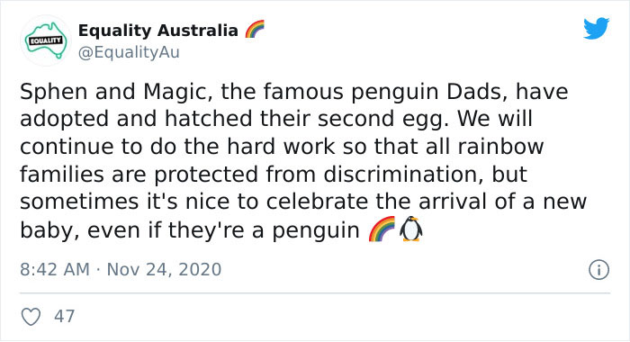 Incredibly Caring Gay Penguin Couple Hatch A Second Neglected Egg After The Zookeepers Notice Them Trying To Hatch A Rock Incredibly Caring Gay Penguin Couple Hatch A Second Neglected Egg After The Zookeepers Notice Them Trying To Hatch A Rock