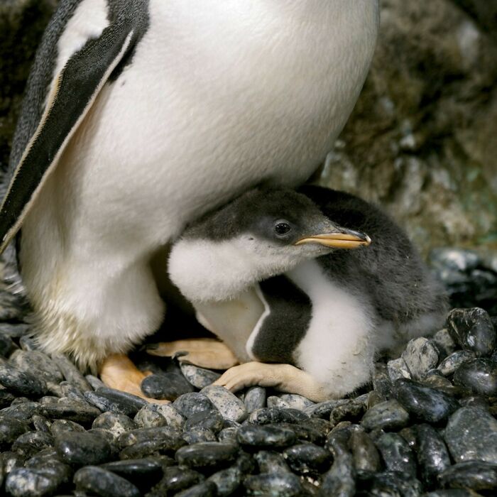 Incredibly Caring Gay Penguin Couple Hatch A Second Neglected Egg After The Zookeepers Notice Them Trying To Hatch A Rock Incredibly Caring Gay Penguin Couple Hatch A Second Neglected Egg After The Zookeepers Notice Them Trying To Hatch A Rock