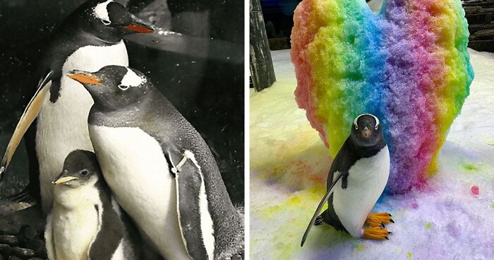 Incredibly Caring Gay Penguin Couple Hatch A Second Neglected Egg After The Zookeepers Notice Them Trying To Hatch A Rock