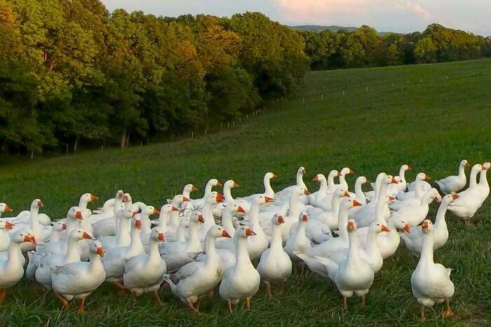 My Geese In The High Pasture.