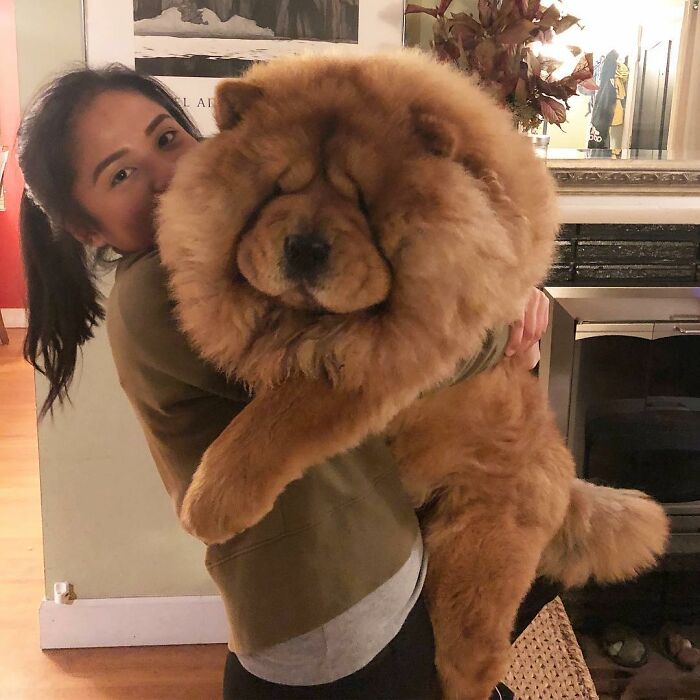 He’s Probably 60+ Lbs Now And Can Only Carry Him For 10 Seconds Or Less