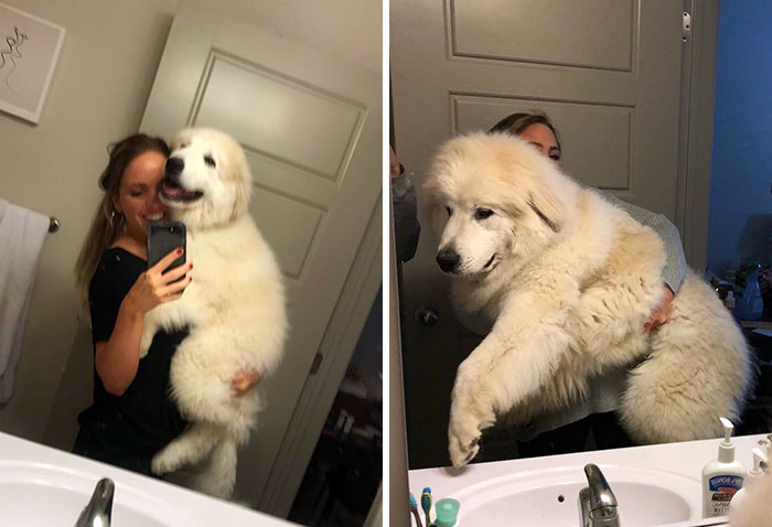 Floofy Pupper Doin A Heckin Grow Into A Big Ol' Woofer