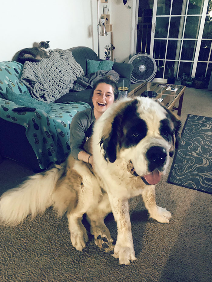 The Elusive 180 Lb Lap Pupper