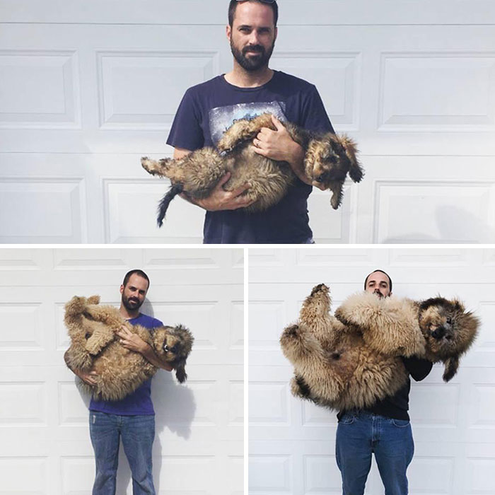 Golden Doodle Puppy To Brown Bear 9 Months