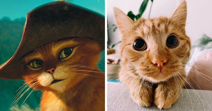 This Cat Does A Spot-On Puss In Boots Impression To Ask For Treats And His Owner Can Never ResistThis Cat Does A Spot-On Puss In Boots Impression To Ask For Treats And His Owner Can Never Resist