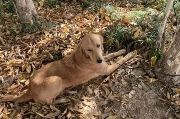 Golden Retriever Walks Over 62 Miles Over 2 Weeks To Find Her Owners
