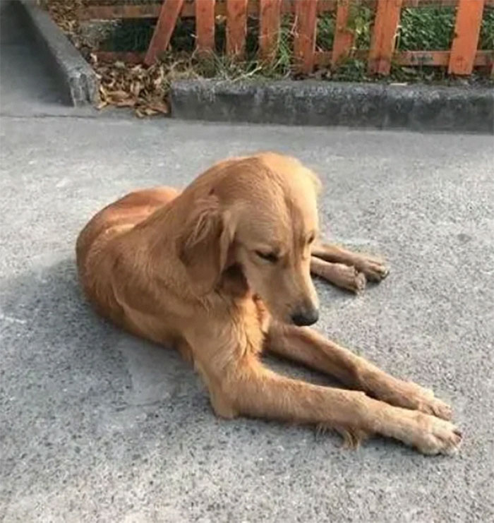 Golden Retriever Walks Over 62 Miles Over 2 Weeks To Find Her Owners
