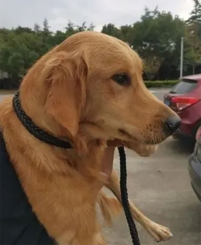 Golden Retriever Walks Over 62 Miles Over 2 Weeks To Find Her Owners Golden Retriever Walks Over 62 Miles Over 2 Weeks To Find Her Owners