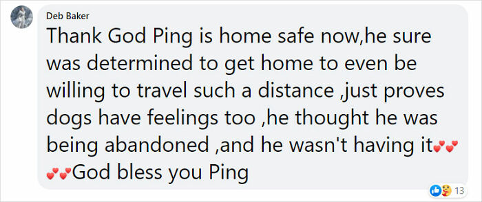 Golden Retriever Walks Over 62 Miles Over 2 Weeks To Find Her Owners Golden Retriever Walks Over 62 Miles Over 2 Weeks To Find Her Owners